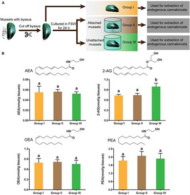 2-Arachidonoylglycerol as an Endogenous Cue Negatively Regulates Attachment of the Mussel Perna viridis